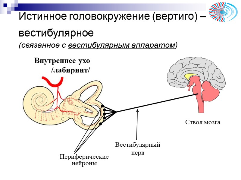 Истинное головокружение (вертиго) – вестибулярное (связанное с вестибулярным аппаратом) Внутреннее ухо /лабиринт/ Периферические Истинное головокружение (вертиго) – вестибулярное (связанное с вестибулярным аппаратом) Внутреннее ухо /лабиринт/ Периферические